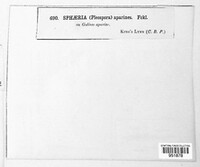 Leptosphaeria galiorum image